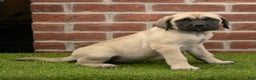 English Mastiff dogs for sale: Misty - Ad 1
