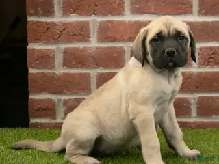 English Mastiff dogs Misty - Ad 27