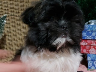 Mixed Breed dogs Penny - Ad 7