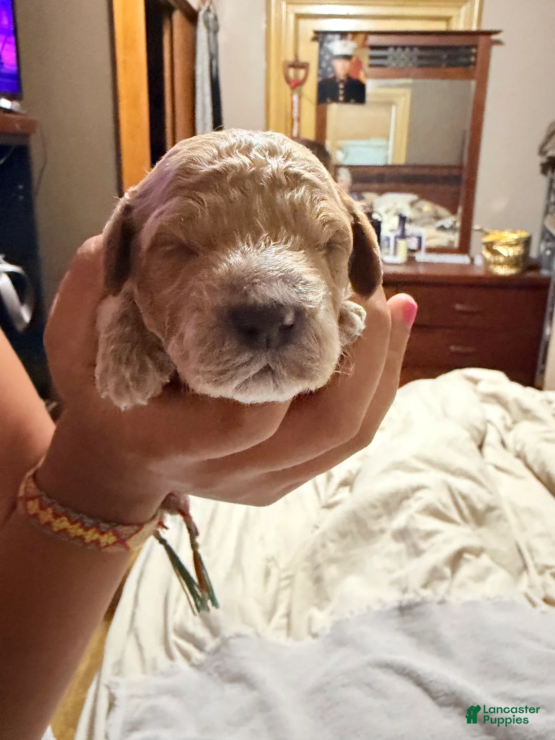 Mini Goldendoodle dogs for sale: Mini Goldendoodle Puppy 2 - Ad 1