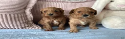 Mini Goldendoodle dogs for sale: Mini Goldendoodle “Suki” - Ad 7