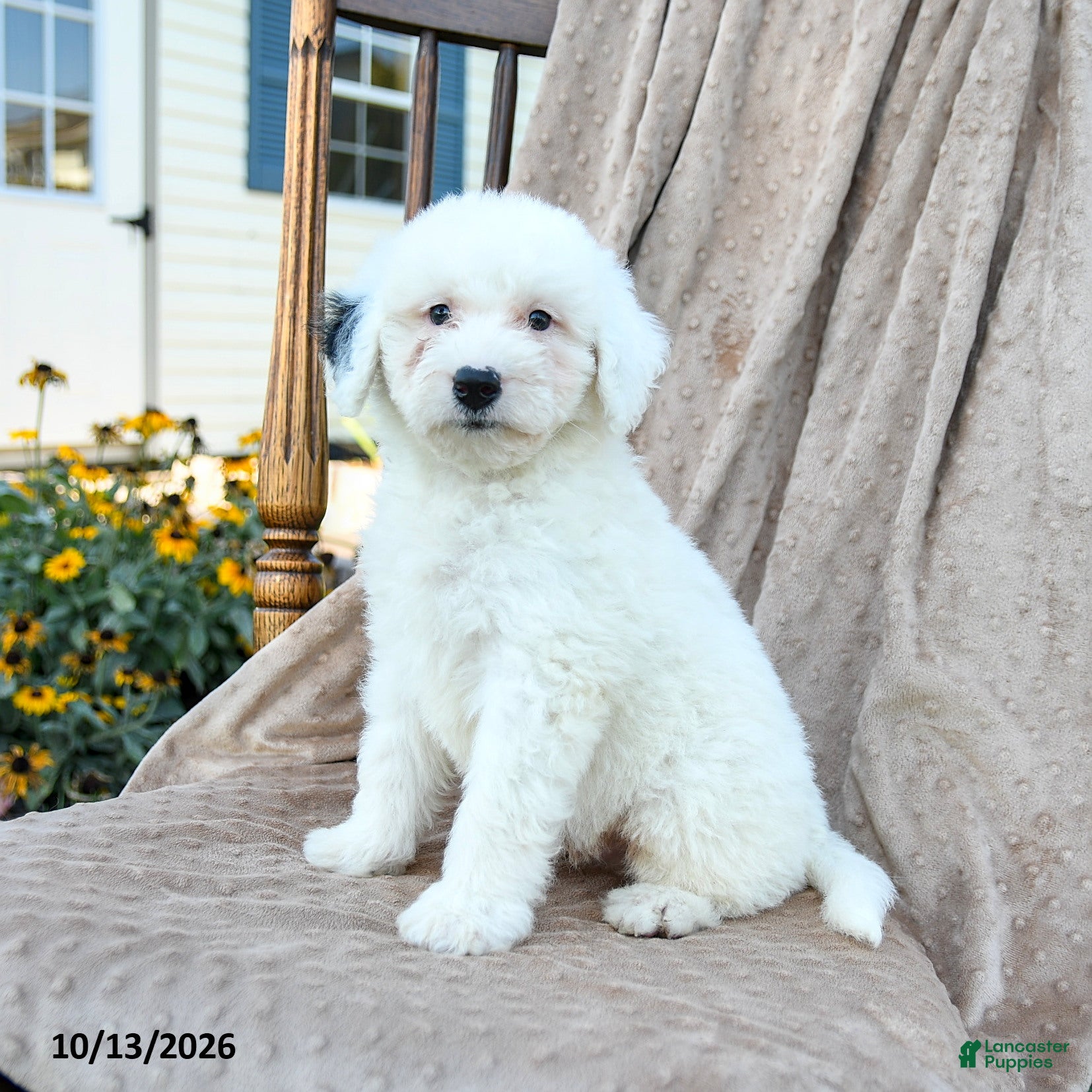 Mini Bernedoodle dogs Trace - Ad 2