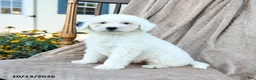 Mini Bernedoodle dogs for sale: Trace - Ad 2