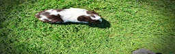Havapoo dogs for sale: Teddy - Ad 13