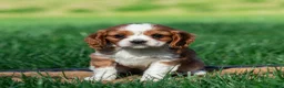 Cavalier King Charles Spaniel dogs for sale: Rick Cavalier King Charles Spaniel Puppy  - Ad 1