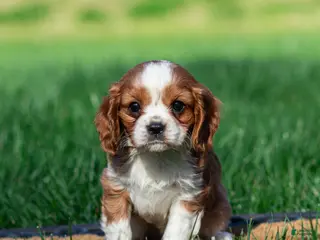 Cavalier King Charles Spaniel dogs for sale: Rick Cavalier King Charles Spaniel Puppy - Ad 2