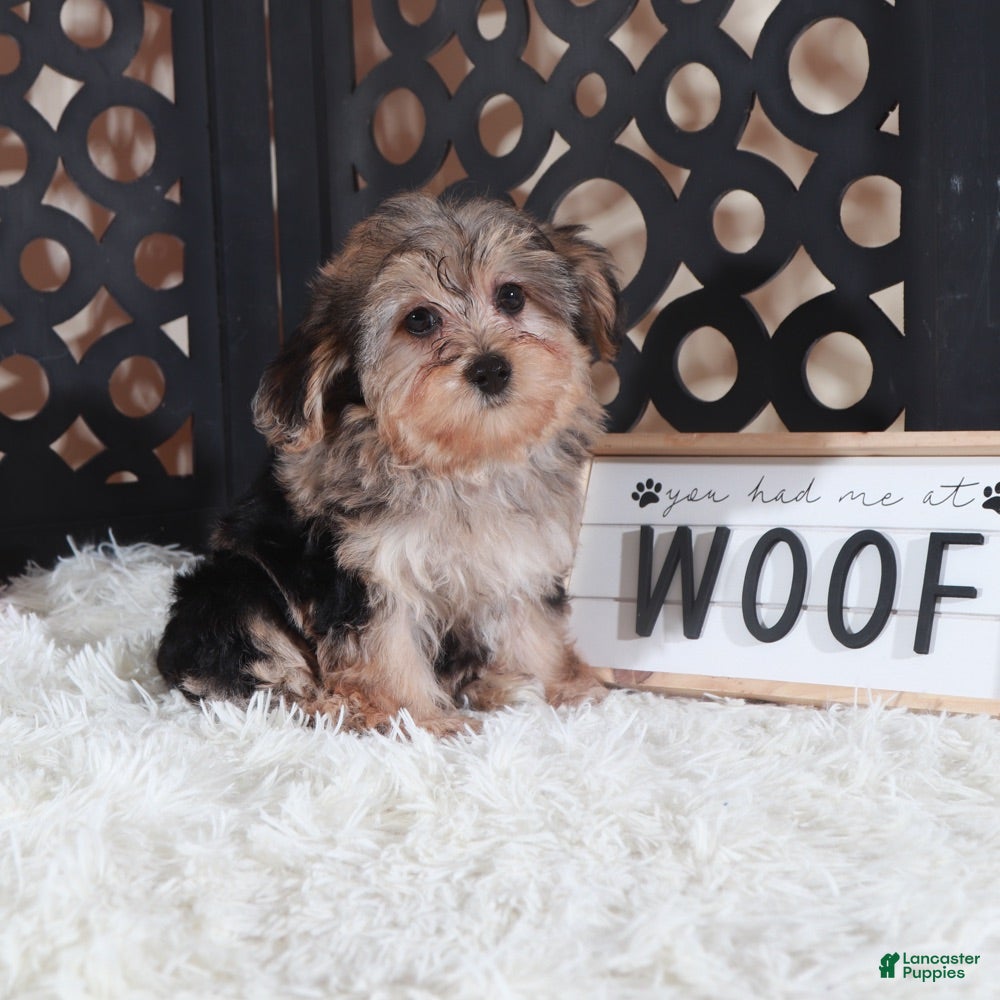Yorkiepoo dogs Yorkiepoo Puppy Kiara - Ad 22