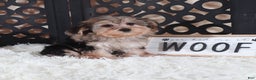 Yorkiepoo dogs for sale: Yorkiepoo Puppy Kiara - Ad 1