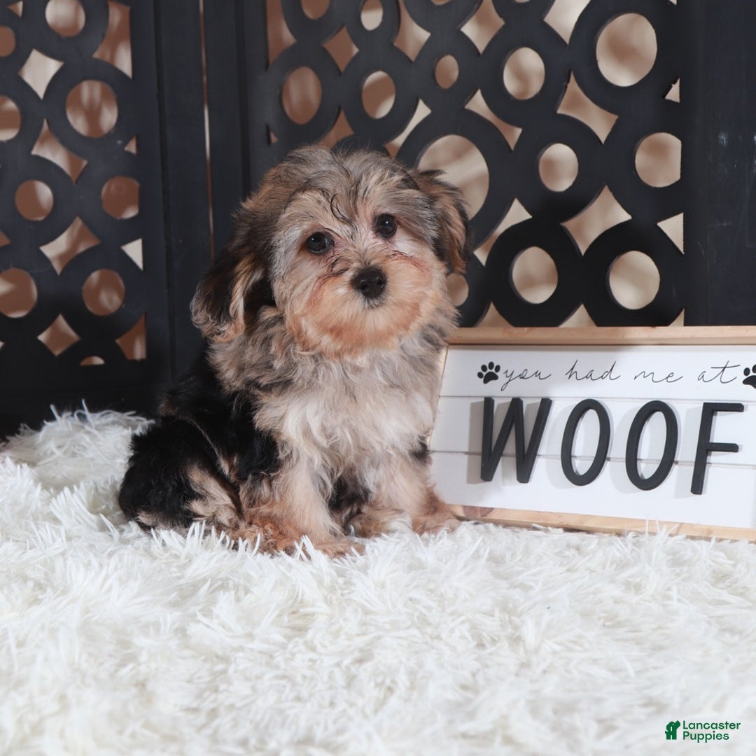 Yorkiepoo dogs for sale: Yorkiepoo Puppy Kiara - Ad 1