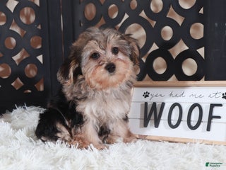 Yorkiepoo dogs Yorkiepoo Puppy Kiara - Ad 22