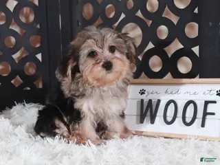 Yorkiepoo dogs Yorkiepoo Puppy Kiara - Ad 27