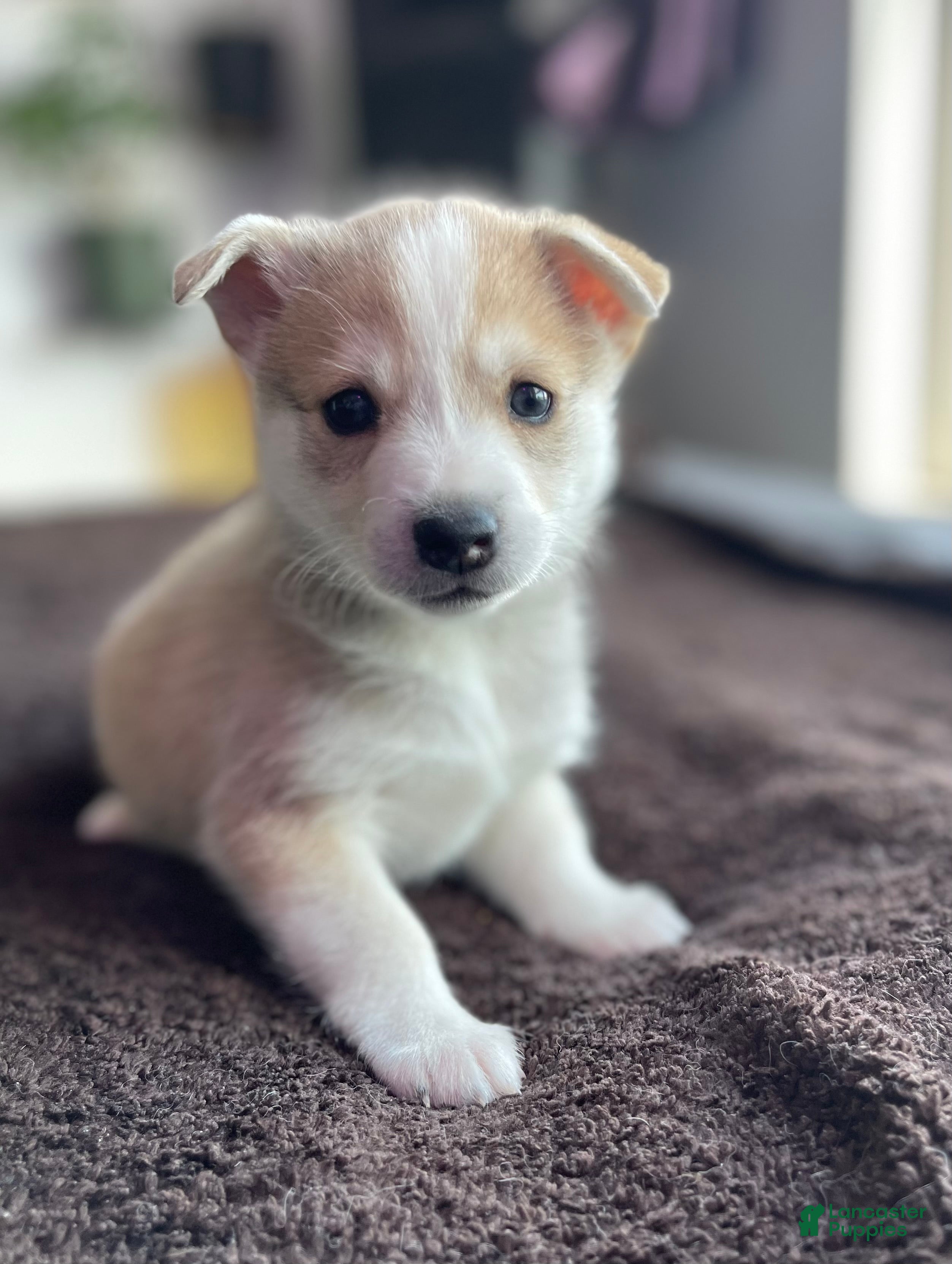 Alaskan Klee Kai dogs Vermithor (The Bronze Fury) - Ad 3