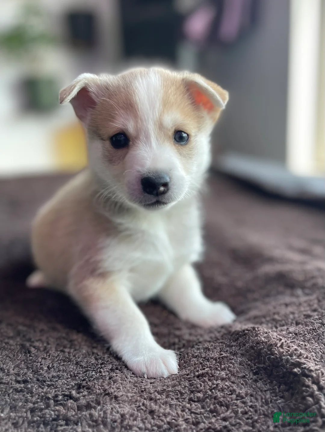 Alaskan Klee Kai dogs for sale: Vermithor (The Bronze Fury) - Ad 1