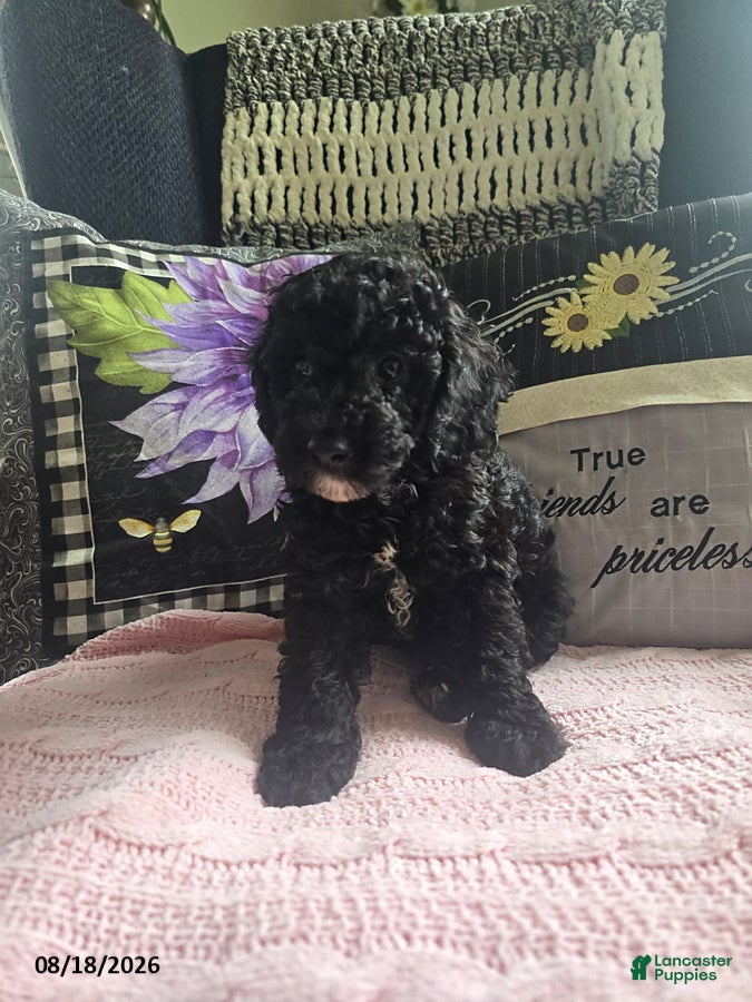 Miniature Poodle dogs Tracy - Ad 1