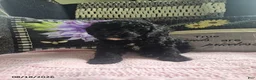 Miniature Poodle dogs for sale: Tracy - Ad 1