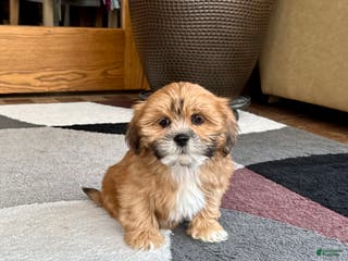 Lhasa Apso dogs Lacy - Ad 26