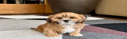 Lhasa Apso dogs for sale: Lacy - Ad 1