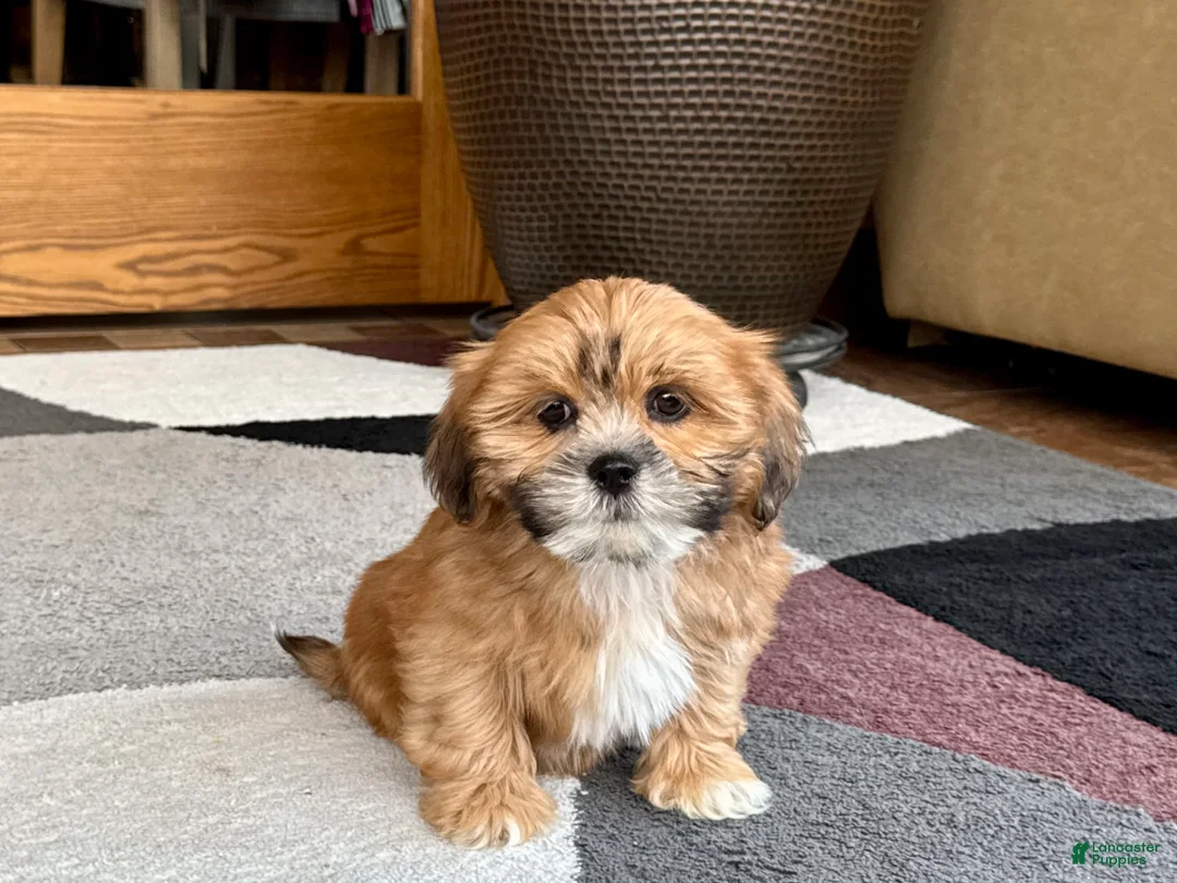 Lhasa Apso dogs for sale: Lacy - Ad 1