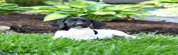 German Shorthaired Pointer dogs for sale: Petunia - Ad 1