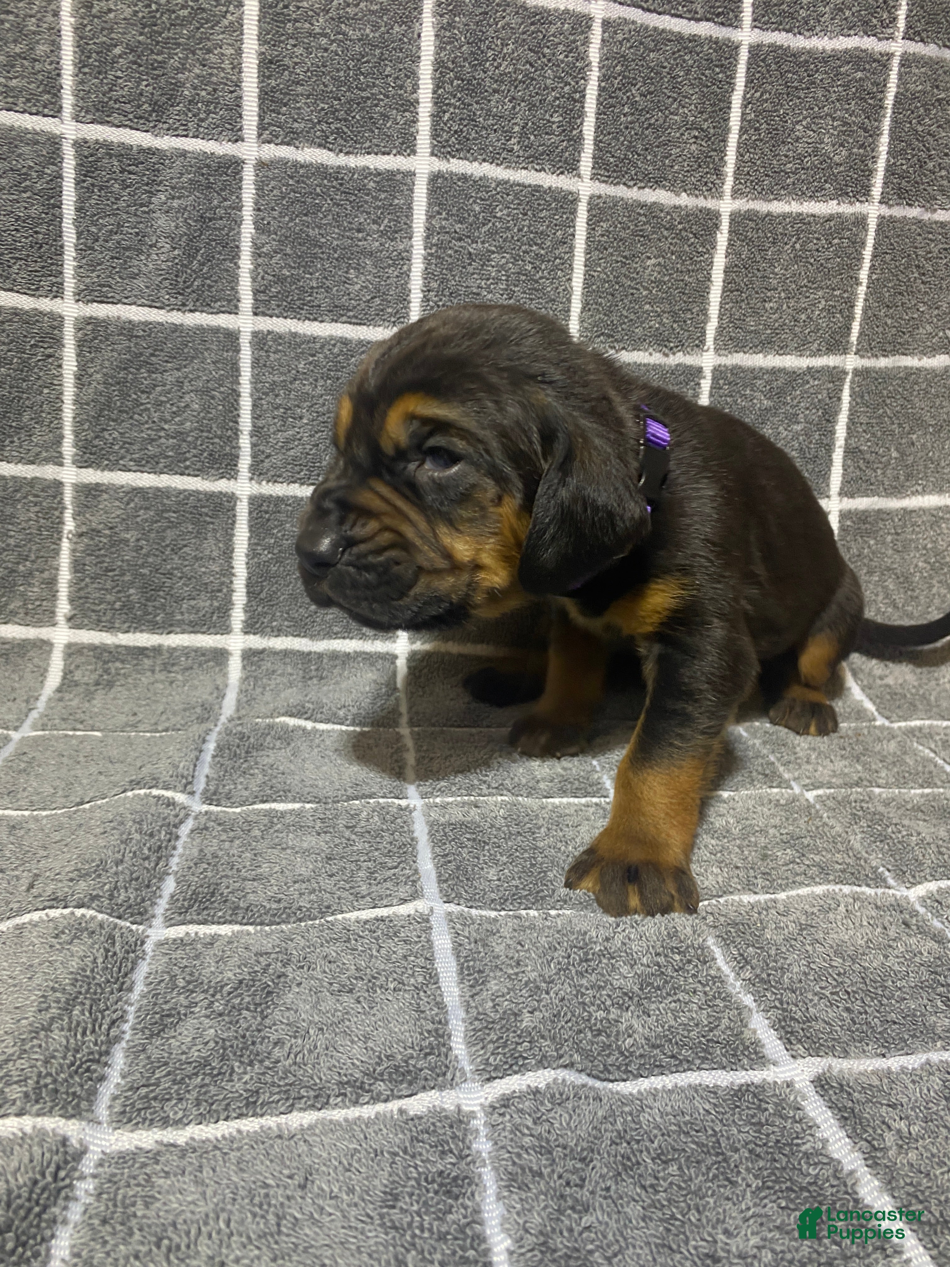 Bloodhound dogs Purple Collar - Ad 2