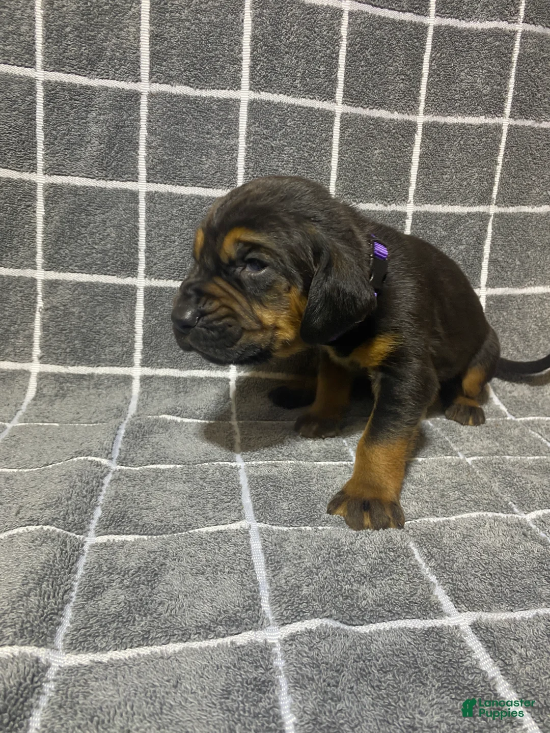 Bloodhound dogs for sale: Purple Collar - Ad 1