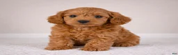 Cavapoo dogs for sale: cooper - Ad 6