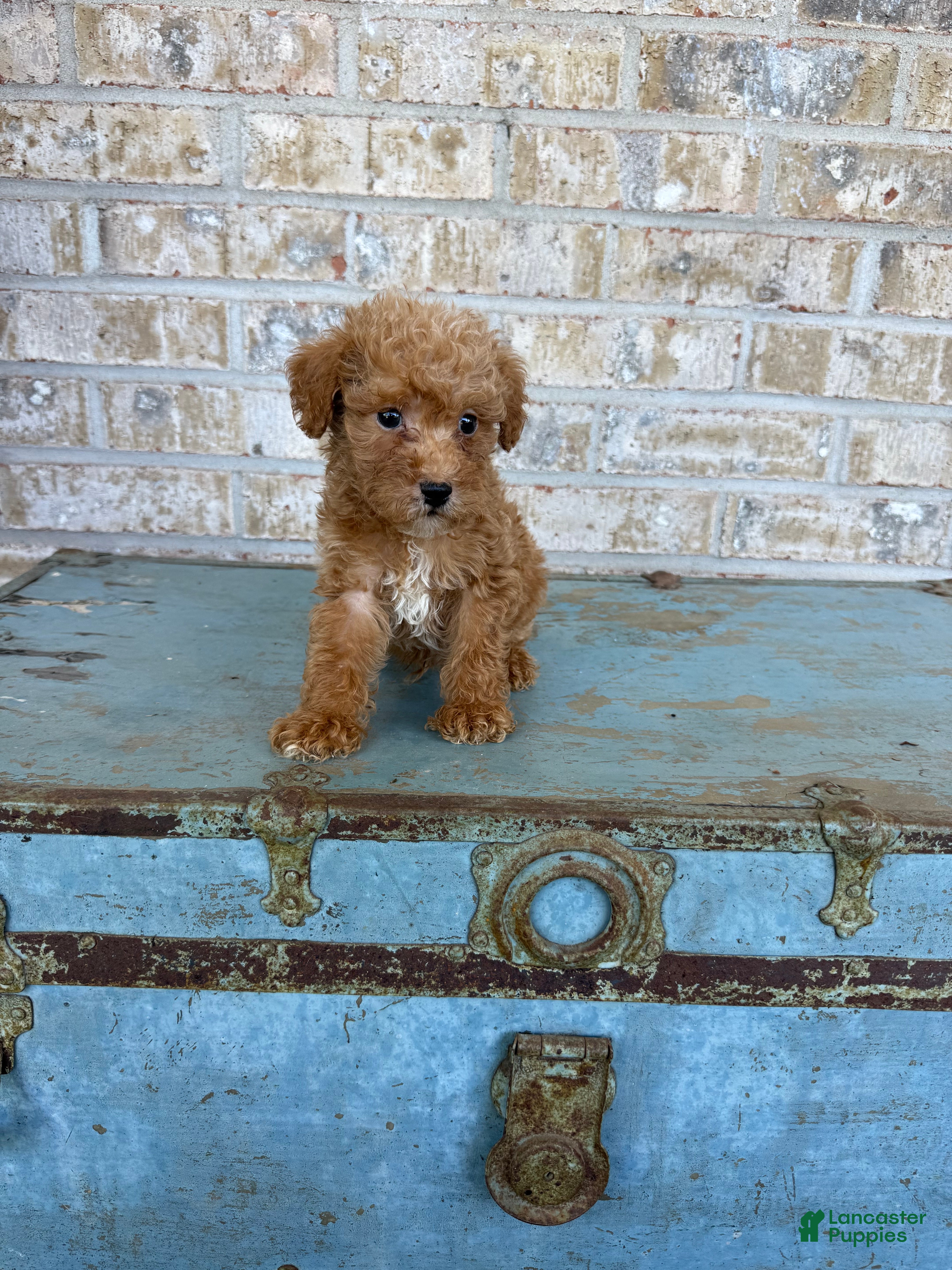 Bentley (Doodle / designer cross, Male) in Scottsville, KY