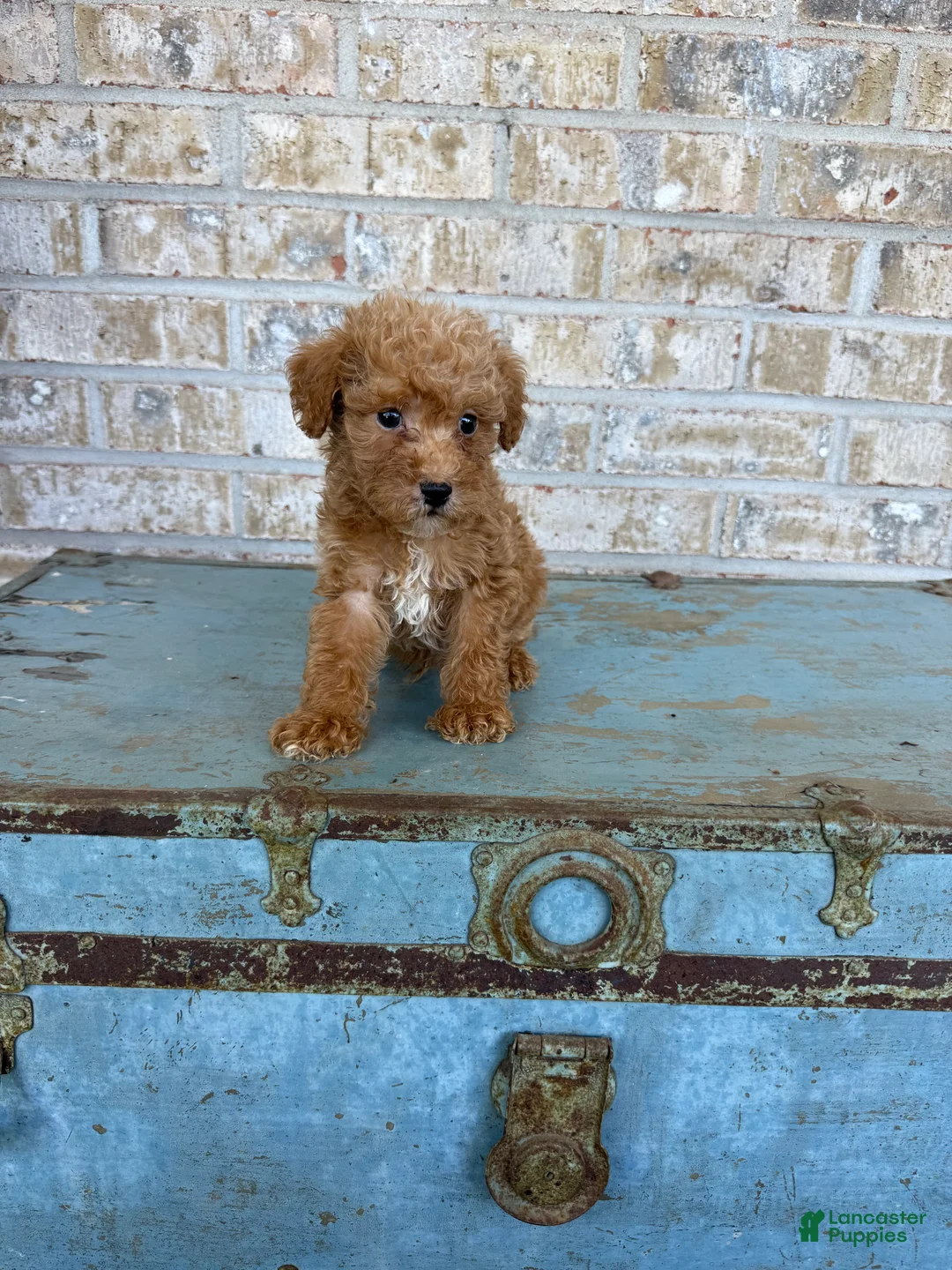 Miniature Labradoodle dogs for sale: Bentley  - Ad 1