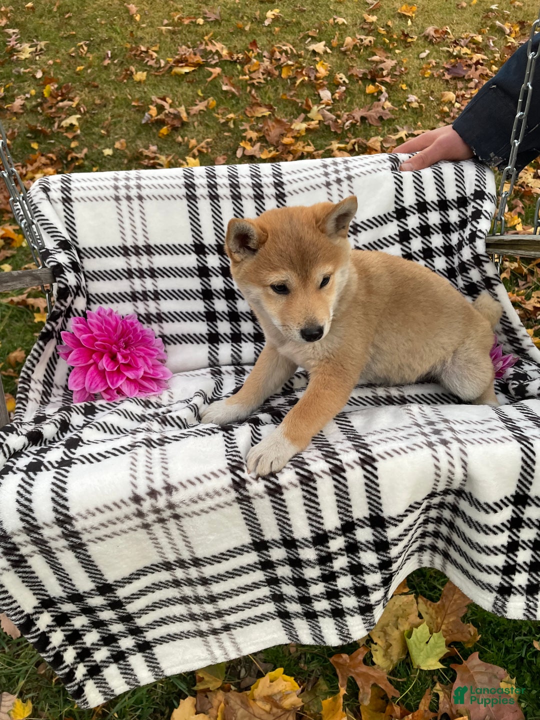 Shiba Inu dogs for sale: France - Ad 1