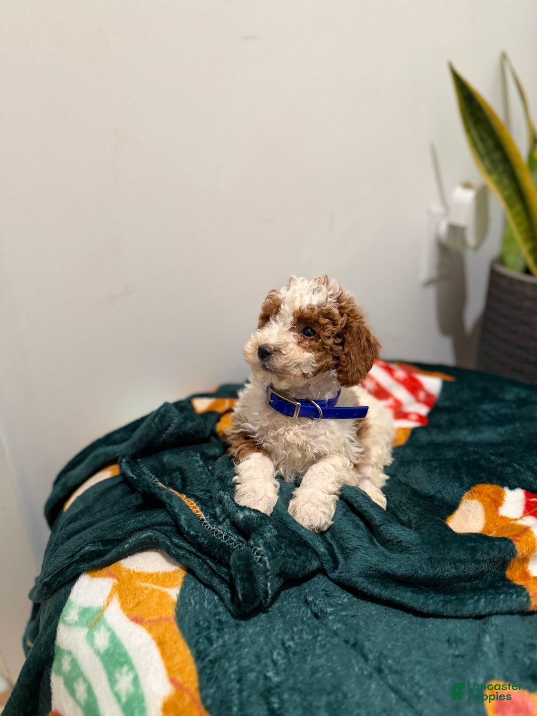 Toy Poodle dogs for sale: Blueberry  - Ad 4