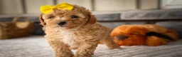 Miniature Poodle dogs for sale: Jimbo💙 - Ad 8