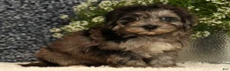 Havapoo dogs for sale: Simon - Ad 6