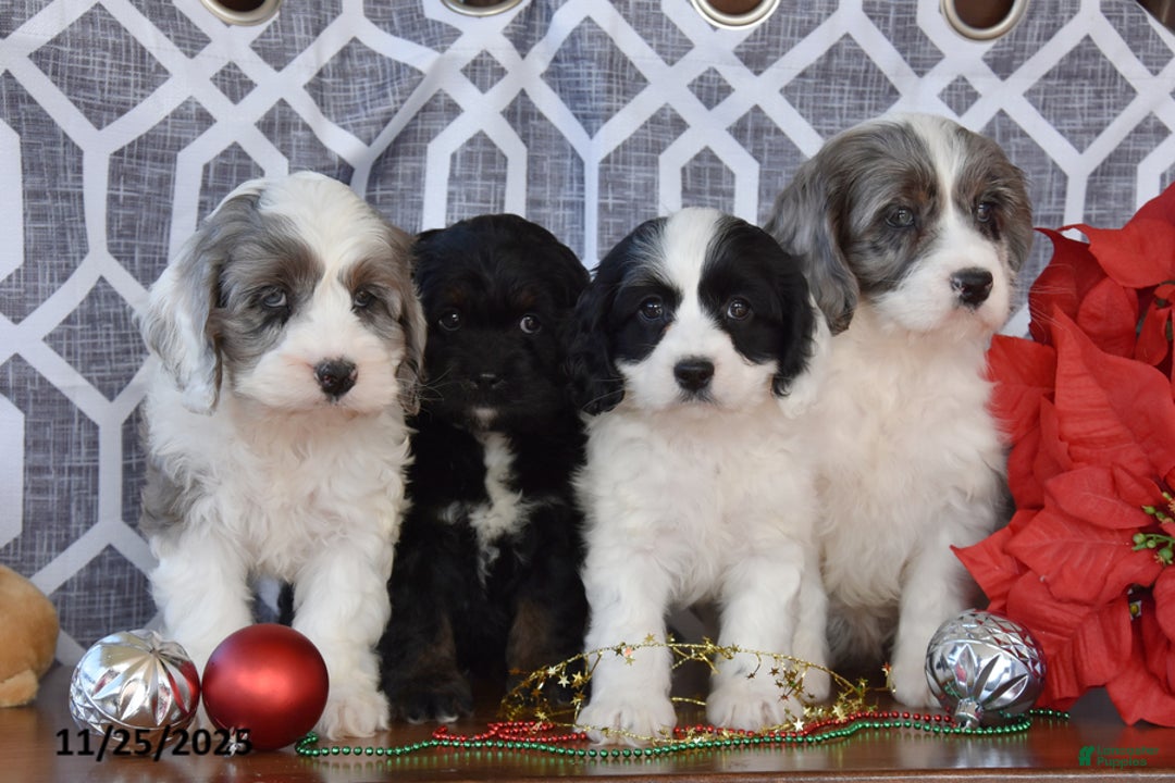 Cockapoo dogs for sale: Luella - Ad 3