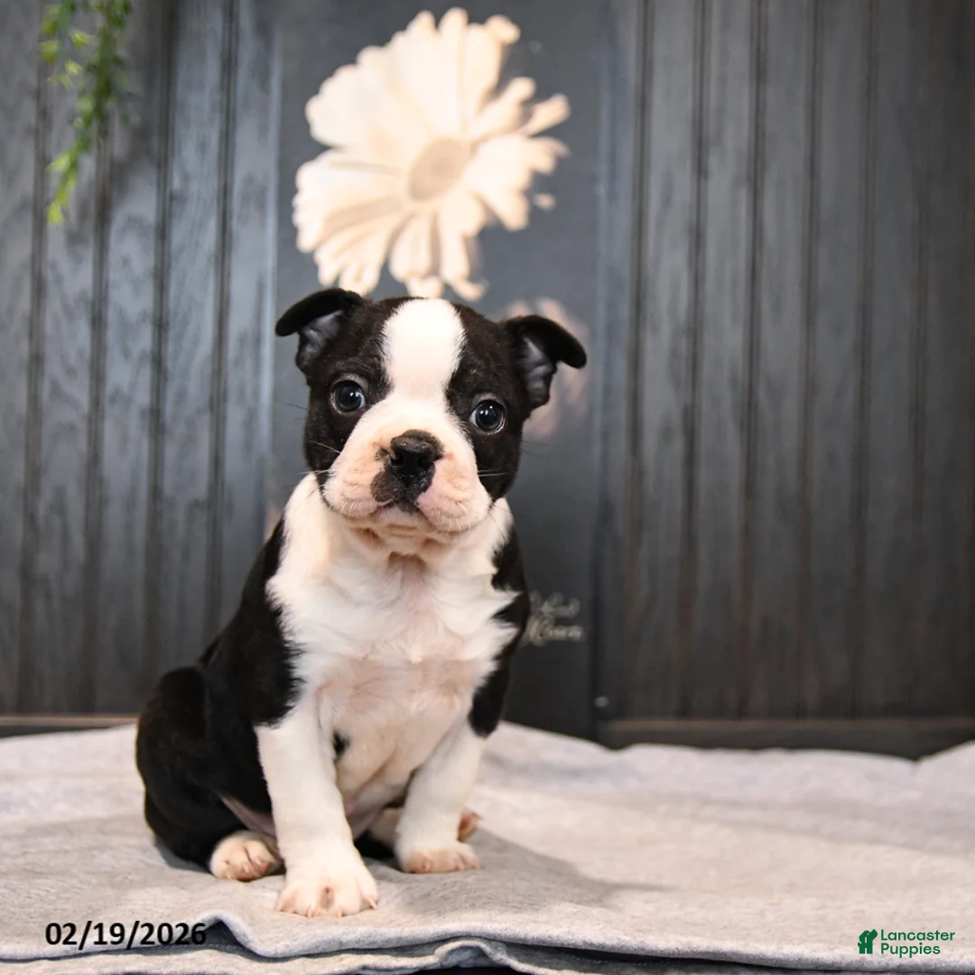 Boston Terrier dogs for sale: Paddington - Ad 1