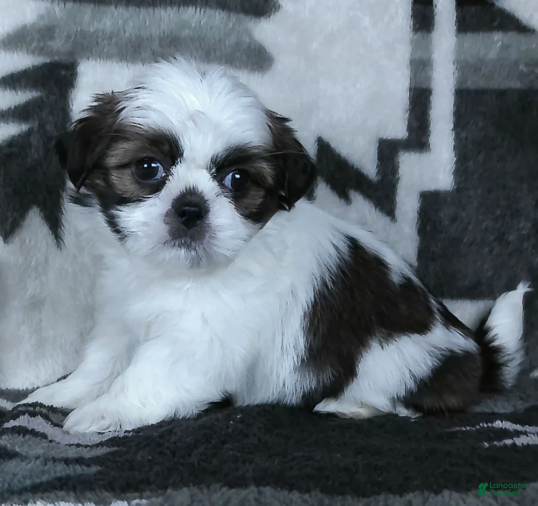 Shih Tzu dogs for sale: Sparkie - Ad 3