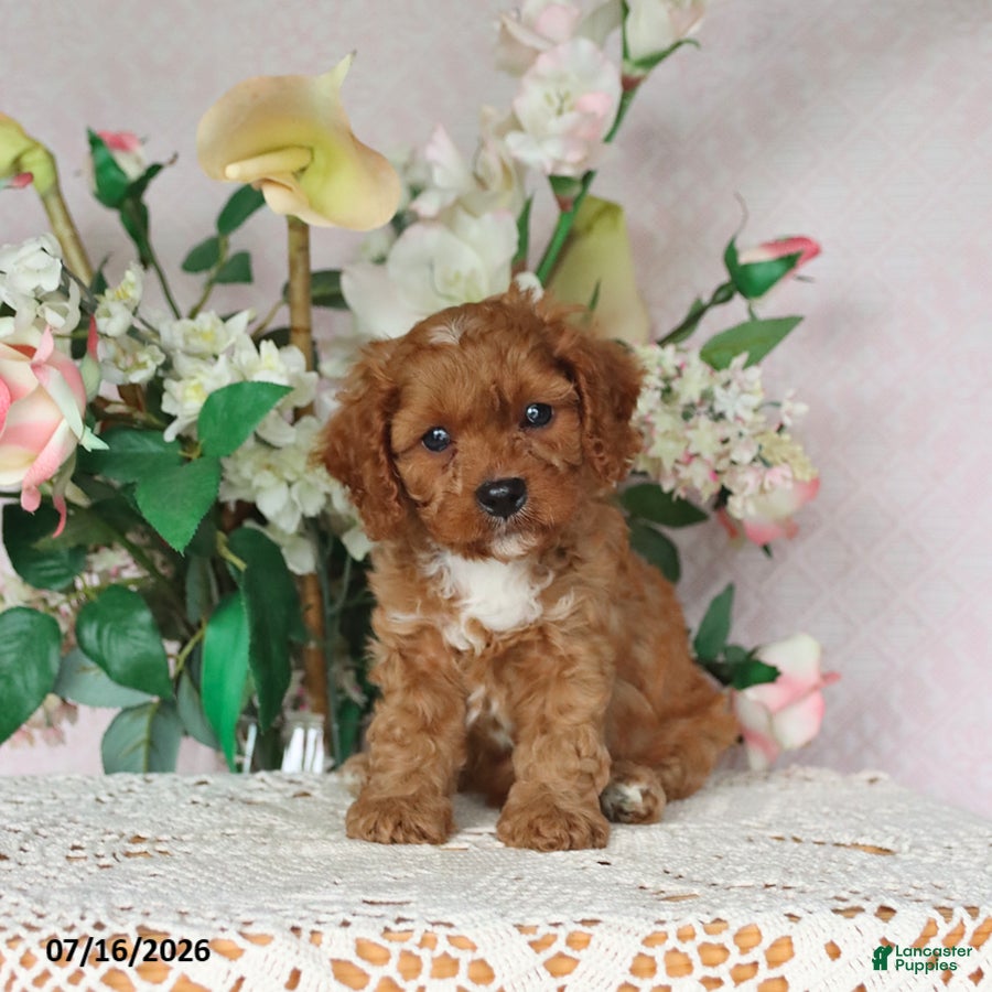 Cavapoo dogs Lennon - Ad 1