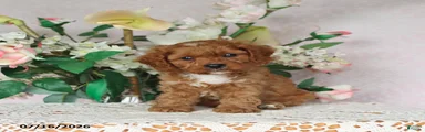 Lennon