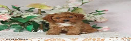 Cavapoo dogs for sale: Lennon - Ad 1