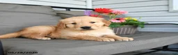 Golden Retriever dogs for sale: Macey - Ad 3