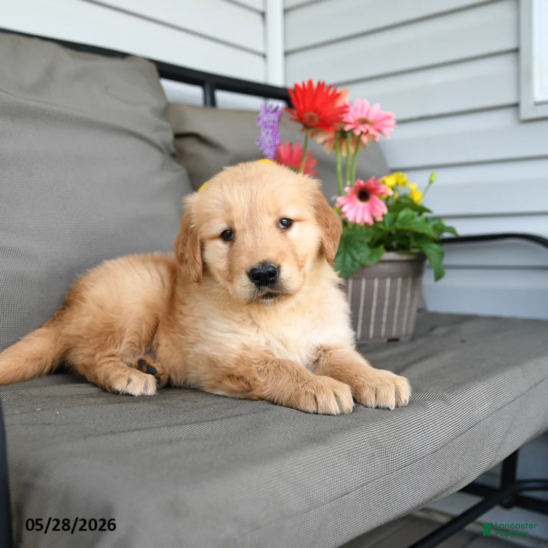 Golden Retriever dogs for sale: Macey - Ad 3