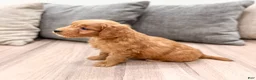 Mini Goldendoodle dogs for sale: Chief - Ad 4