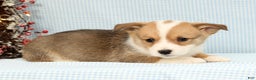 Welsh Corgi Pembroke dogs for sale: Beau - Ad 3
