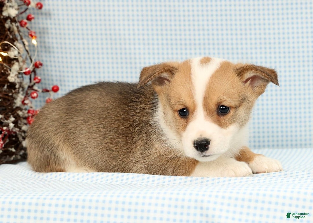 Welsh Corgi Pembroke dogs for sale: Beau - Ad 3