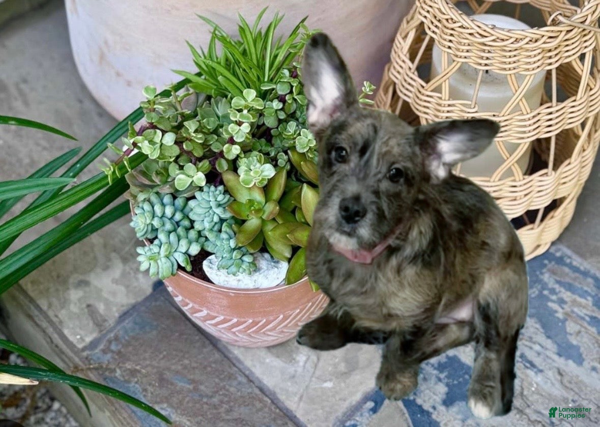 Mixed Breed dogs Indigo - Ad 1