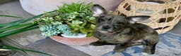 Mixed Breed dogs for sale: Indigo - Ad 1