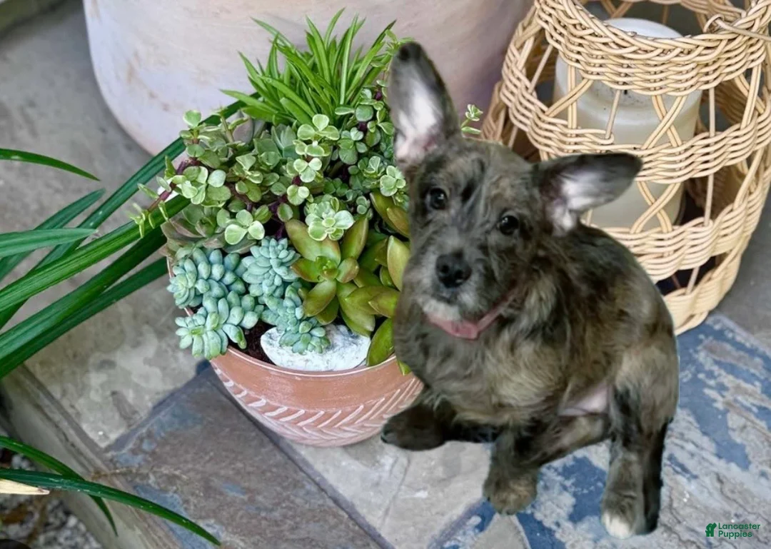 Mixed Breed dogs for sale: Indigo - Ad 1