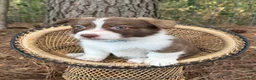 Mixed Breed dogs for sale: Teal collar  - Ad 6