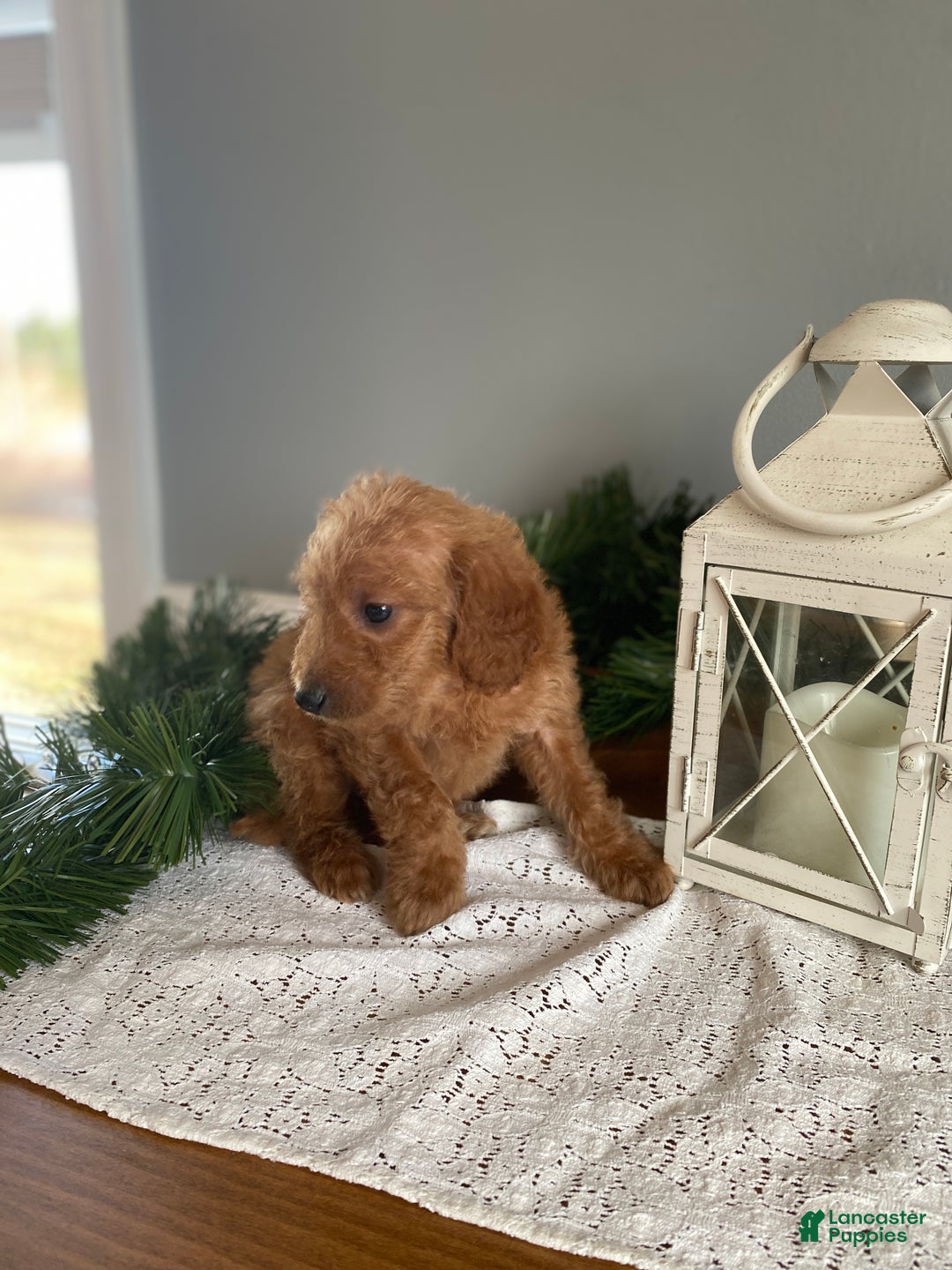 Mixed Breed dogs for sale: Noelle - Ad 3