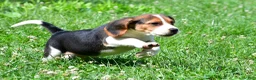 Beagle dogs for sale: Cash - Ad 12
