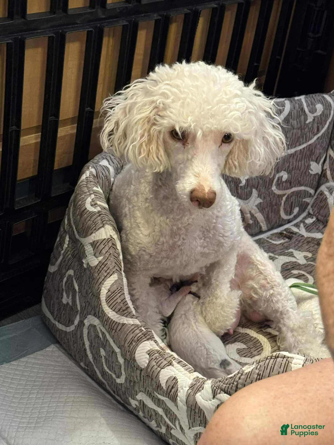 Miniature Poodle dogs for sale: Miniature Poodle Puppy 2 - Ad 8